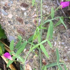 Lathyrus clymenum
