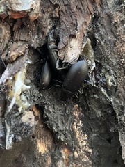 Alobates pensylvanicus