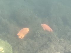 Hypsypops rubicundus