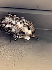 Polistes exclamans