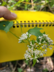 Mikania scandens