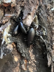 Alobates pensylvanicus