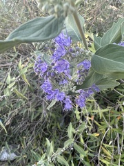 Caryopteris