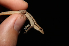 Lygodactylus capensis