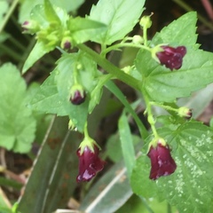 Scrophularia peregrina