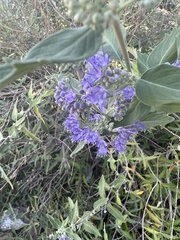 Caryopteris
