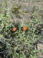 Buddleja marrubiifolia