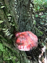 Fistulina hepatica