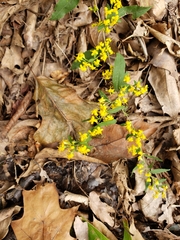 Solidago