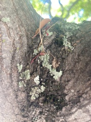 Flavoparmelia caperata