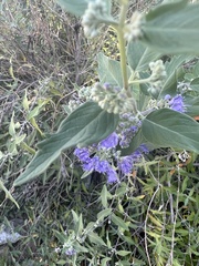 Caryopteris