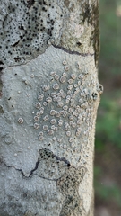 Lecanora