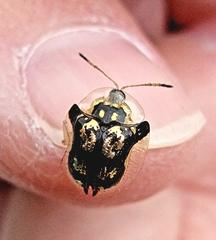 Deloyala guttata