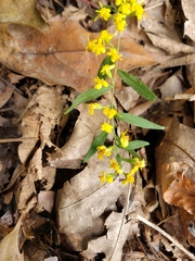 Solidago