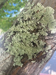 Flavopunctelia flaventior