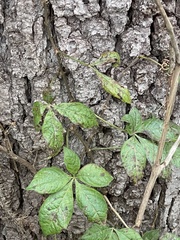 Parthenocissus