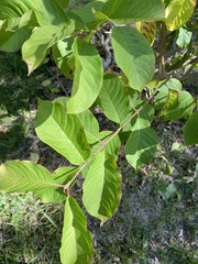 Prunus virginiana