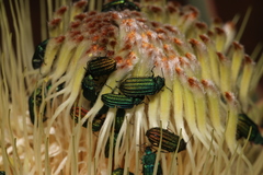 Melyris
