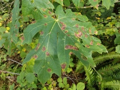 Rhytisma punctatum