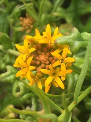 Quinchamalium chilense