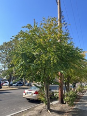 Cercidiphyllum japonicum