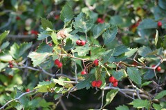 Crataegus chrysocarpa