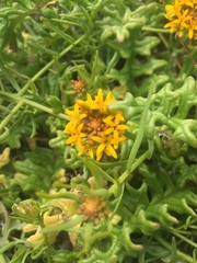 Quinchamalium chilense