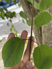 Cercidiphyllum japonicum