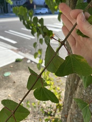 Cercidiphyllum japonicum