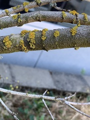 Polycauliona polycarpa