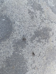Formicinae