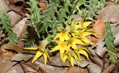 Orbea lutea lutea