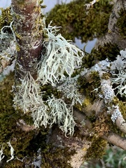 Ramalina farinacea