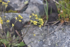 Draba albertina