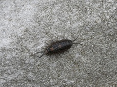 Ligia exotica