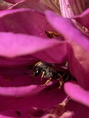 Halictus ligatus
