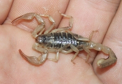 Paruroctonus silvestrii
