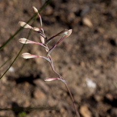 Hesperantha