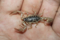 Paruroctonus silvestrii