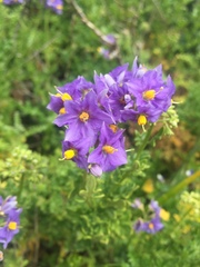 Solanum pinnatum