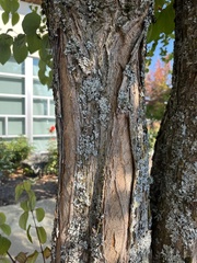 Cercidiphyllum japonicum