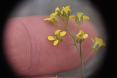 Draba albertina