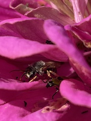 Halictus ligatus