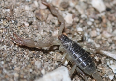 Paruroctonus silvestrii