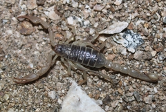 Paruroctonus silvestrii