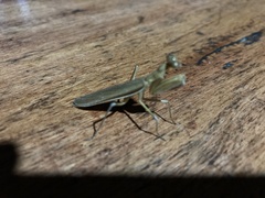 Mantodea
