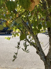 Cercidiphyllum japonicum