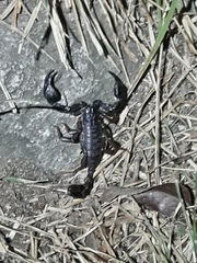 Euscorpius