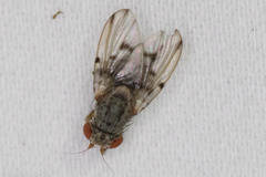 Odiniidae