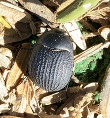 Eusattus reticulatus